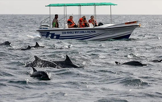 Whale Watching