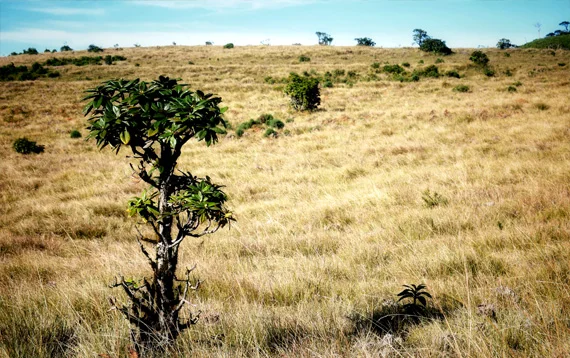 Horton Plains