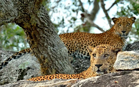 The Wild Heart of Yala National Park – Sri Lanka's most diverse park awaits